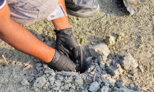 pfc-jebel-ali-mangrove-plantation-01-sapling-planting-close-up