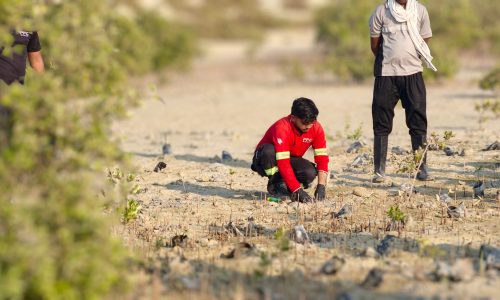 pfc-jebel-ali-mangrove-plantation-02-employee-planting