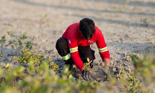 pfc-jebel-ali-mangrove-plantation-04-employee-planting