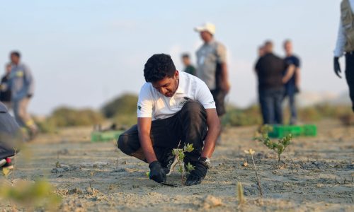 pfc-jebel-ali-mangrove-plantation-08-volunteer-planting